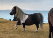 dancing-pony3-tn